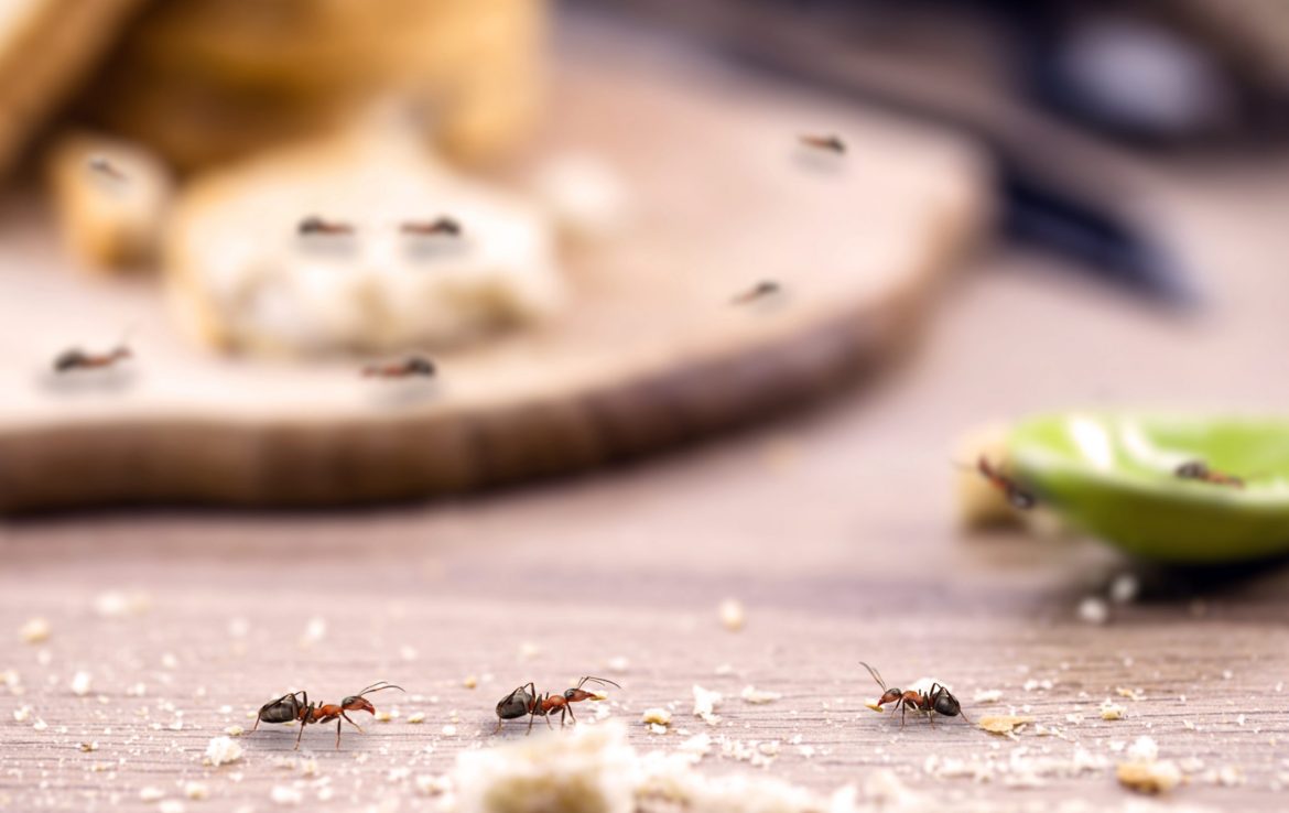 5 Natural Ways to Keep Pests Out of Your Home in Langley